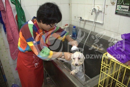 ӛ���ڞ�һֻ����Ȯϴ����