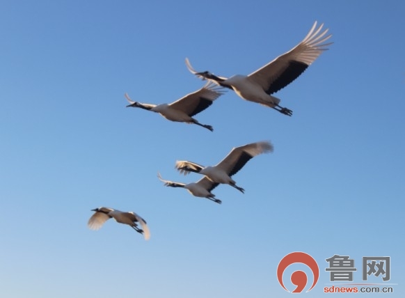 �c(di��n)���鿴��һ�