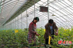 5 �����޽����ЙC(j��)�߲˴�����Ŀǰ���x�����ČW(xu��)���ߝ��������M(j��n)���ճ���(sh��)��(x��)����.jpg