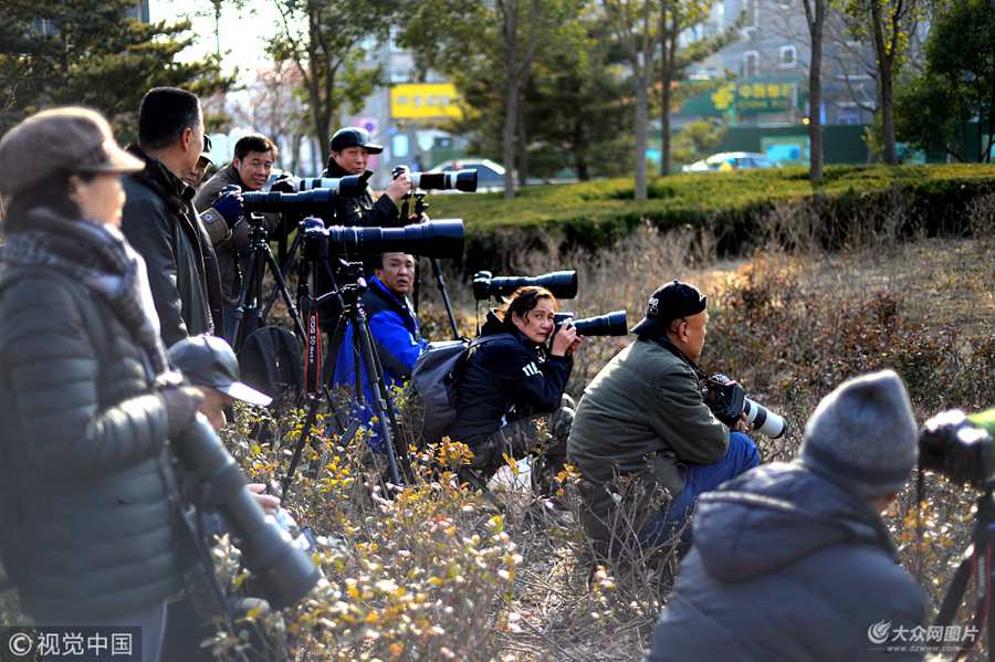 ���ڴ������ϰ��ľG������ʮ��λ����zӰ�ۺ��ߡ��������ژ䅲����������N�zӰ���ģ����R�^��(du��)��(zh��n)��(sh��)��֮��һ̎��֦���ں��L(f��ng)���غ�(sh��)С�r(sh��)���ȴ�һֻҰ�������B�ĵ���(l��i)��