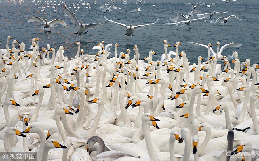 2018��1��8�գ�ɽ�|�������붬�ԁ�����Ⱥ�Y(ji��)�(du��)�Ĵ����Z�w�֘s�ɴ����Z��(gu��)�Ҽ�(j��)��Ȼ���o(h��)�^(q��)Խ����