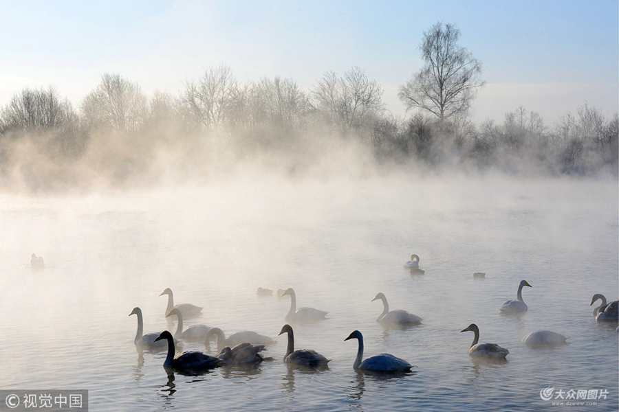 ��(d��ng)?sh��)ؕr�g2018��1��19��22�գ����_˹����̩߅���^(q��)�����Z���o(h��)�^(q��)�����Z����ˮ�⿝�@���ɾ��������Z��whooper swan����Ȼ�^������Ⱥ�ґ���