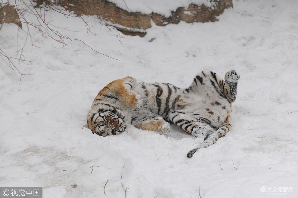 2018��2��5����ɽ�|ʡ���_��ӭ���������׈���ѩ������@�|�����@��5ֻ�|������ѩ�����ґ���[������ѩȤ��