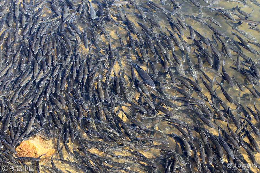 ��(d��ng)?sh��)ؕr�g2018��3��13�����n������Ӣ������ˮ���γ��F(xi��n)�������S�~Ⱥ����������^����(j��)�˽����@Щ�S�~�Ǟ��ˮa(ch��n)���������������Ƅ���