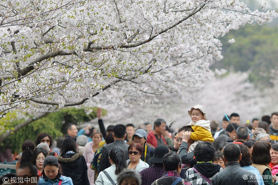 2018��4��12�����������g�����죬ɽ�|���u��ɽ���@�M(j��n)��ѻ�������ǧ��Ùѻ�����ʢ�ţ�ÿ��������(sh��)�f(w��n)�ο�ǰ��(l��i)̤���p����