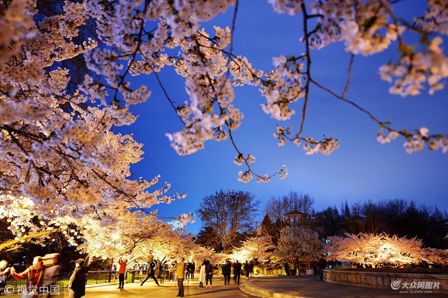 2018��4��12������ǰ��ɽ�|���u��ɽ���@��ǧ����ѻ�ʢ������ĺɫ�гʬF(xi��n)����ԽҹԽ�ȡ���ɫ�������������ο������g�����p�ѡ�