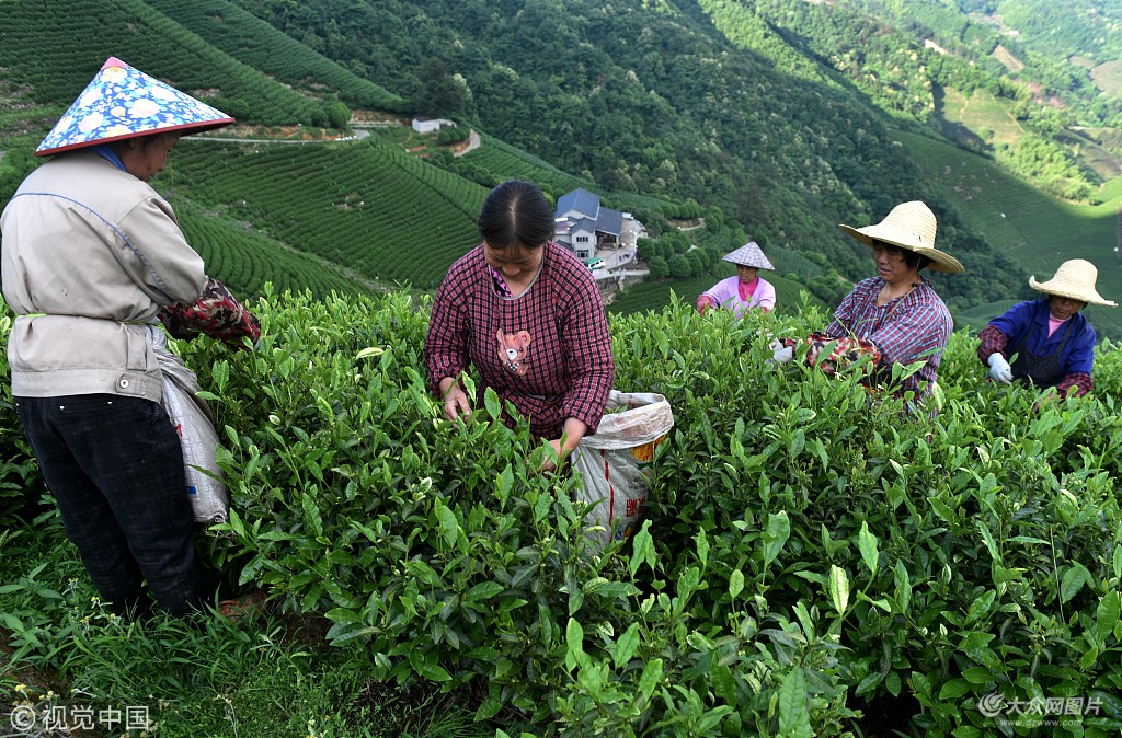 5��3�������Խ���ʡ���d�е�50�����ɲ蹤���㽭���x���X�������@�ɲ�����2�µ��_ʼ�����l(xi��ng)�㽭���x��@��ÿ���Ё��԰������������F�ݵȵصĲɲ蹤������؝�ڲɲ�ѿ��