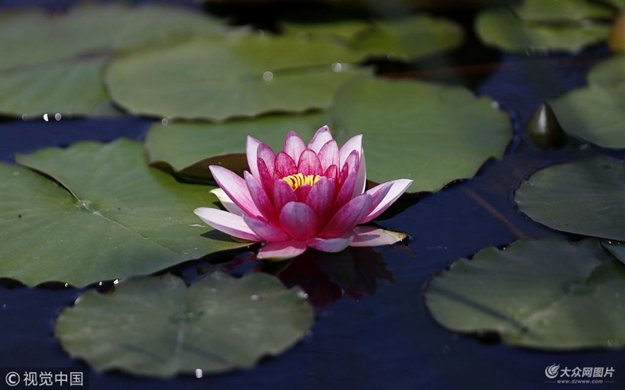 2018��5��8�գ�ɽ�|ʡ�R�������Ͽh�tʯկˮ���L(f��ng)���^(q��)��(n��i)��˯ɏӭ��ʢ������������(g��)Ʒ�N��˯ɏ��ˮ���ό��o�`����