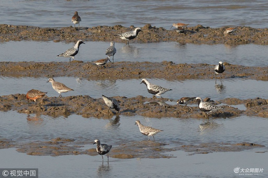 2018��5��8���������u�غ���Ϳ�ϣ����������ڳ��L�_�����h(hu��n)�i�a��ˮ�B�_ʼ�M�뷱ֳ������Ȥ�����������B��������ˮ�й�����ɳ���ϣ������S��֦��ؐ��䁾ͣ��c�����ڞ�һ�w���ڭh(hu��n)�����y�Ա��씳�l(f��)�F(xi��n)��