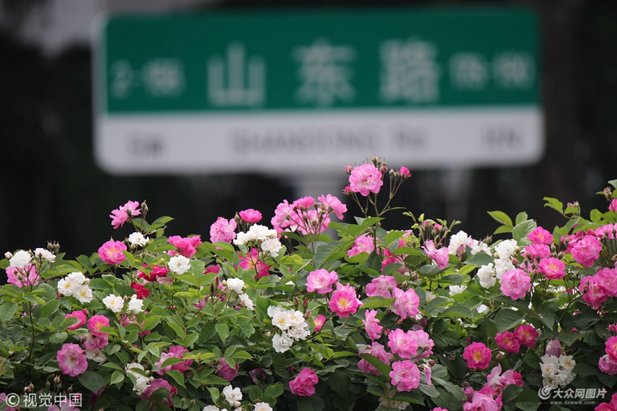 2018��5��15�������u��ɽ�|·�Nޱŭ�����ˡ��������u�Ǵ��С������_�����Nޱ������ŭ�ţ�����������n���u������������