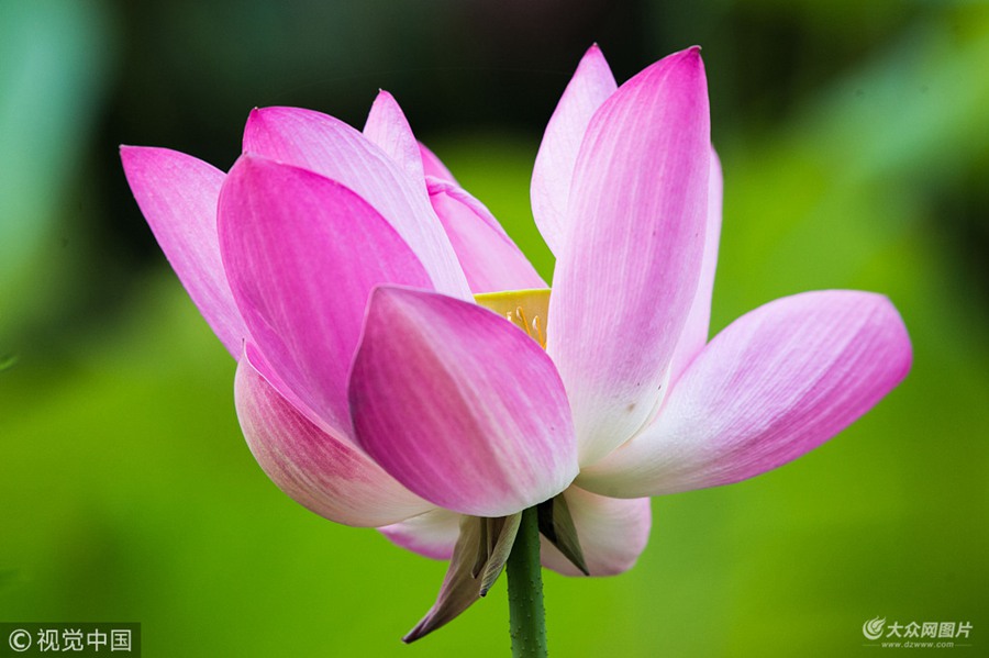 ����r(sh��)��(ji��)��ɽ�|ʡ�H�������кɻ������@��(n��i)�ĺɻ����G�ZĿ�����ѡ��۷������^�l�ȡ����`�����g�w�裬����һ��ɫ�ʰߔ̵����������������S��������ο�ǰ��(l��i)�^�p��?