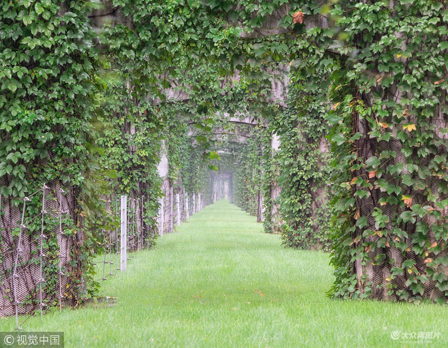 2018��9��2�գ��ɶ����h(hu��n)·�߼ܘ��¾G�������ɶ����h(hu��n)·�߼ܘ���������һ�N�ʸ�����(qi��ng)��ֲ���ɽ���������^(gu��)����r(sh��)�g��Ԣ�ⰻȻ�ġ���ɽ�����ѽ�(j��ng)�L(zh��ng)�M�����