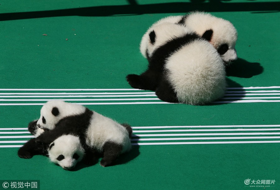 2018��9��28�գ��ڳɶ���؈���������a(ch��n)����ӈ���5ֻ�ɐ۵Ĵ���؈����Ҳ����ʾ�����@��ˇ�g��Ϣ���صġ��������ݡ�Ҳ�R������ɶ��̈� ���t��/ҕ�X�Ї�