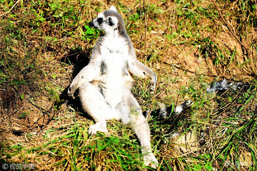 2018��10��11�գ�ɽ�|���u��ɭ��Ұ����(d��ng)������ĭh(hu��n)β�����е��ڲݵ��ϴ�����̫�(y��ng)���е���̫�(y��ng)�´��[�ґ���