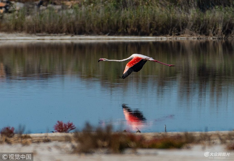 ����������zӰ��(��i)�����ڶ�߅�hƈ���^���B(ni��o)��r(sh��)�l(f��)�F(xi��n)1ֻ�B(ni��o)����(j��ng)�_�J(r��n)������B(ni��o)�������B(ni��o)����Q�t�X����Ҫ�ֲ��������������������Ё����ρ��ȵ؅^(q��)����������lΣҰ����(d��ng)�1997�����҇�(gu��)�½��״ΰl(f��)�F(xi��n)���_��ԓ�B(ni��o)��