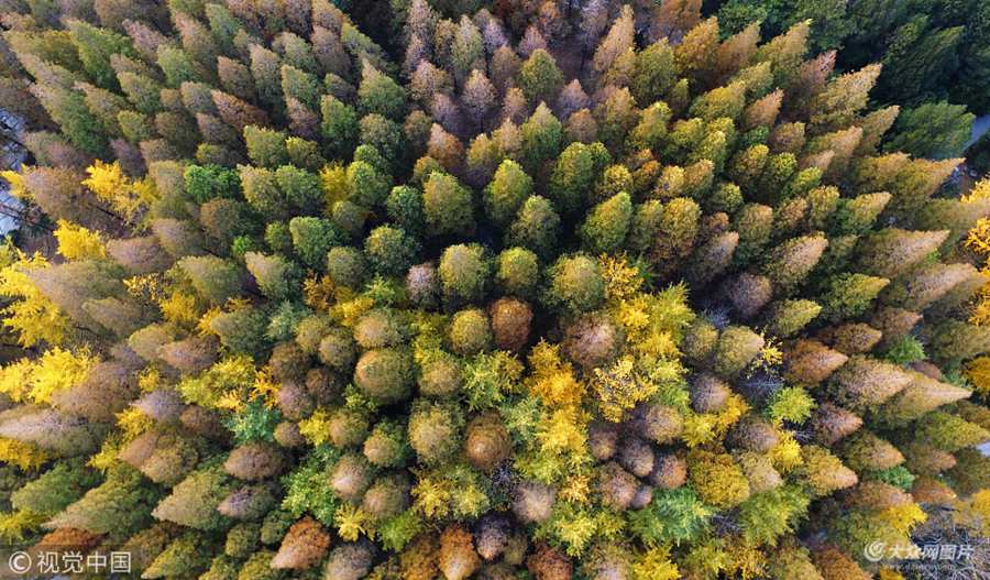 2017��11��14�������ĝ�(j��)��Ȫ�ǹ��@���^(q��)����һ�ӵ�ҕ�Ǹ��ȫ��������_����ֲ����ͬͯԒ�������(m��ng)��һ����