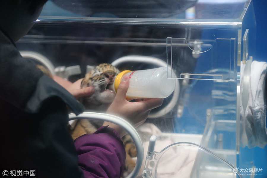 2018��2��20����ɽ�|����Ȫ�Ǻ���O������������ֻС�ϻ����ڱ������(n��i)�ڌ��I(y��)��B(y��ng)�T��ι�B(y��ng)��ƿ����������ע����