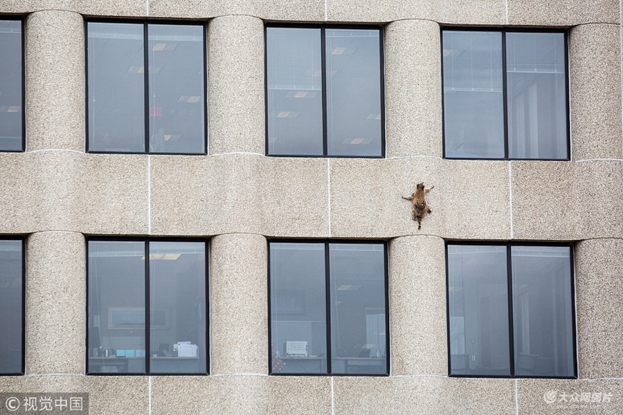 2018��6��13��Ӎ������(gu��)һֻС��ܠ���(d��ng)���˂���������(d��ng)?sh��)ؕr(sh��)�g6��12�գ����˰l(f��)�F(xi��n)λ�������K�_(d��)���׸�ʥ���_����ʿ(li��n)���y�д�����(c��)���F(xi��n)һֻС��������l(f��)��·���^��