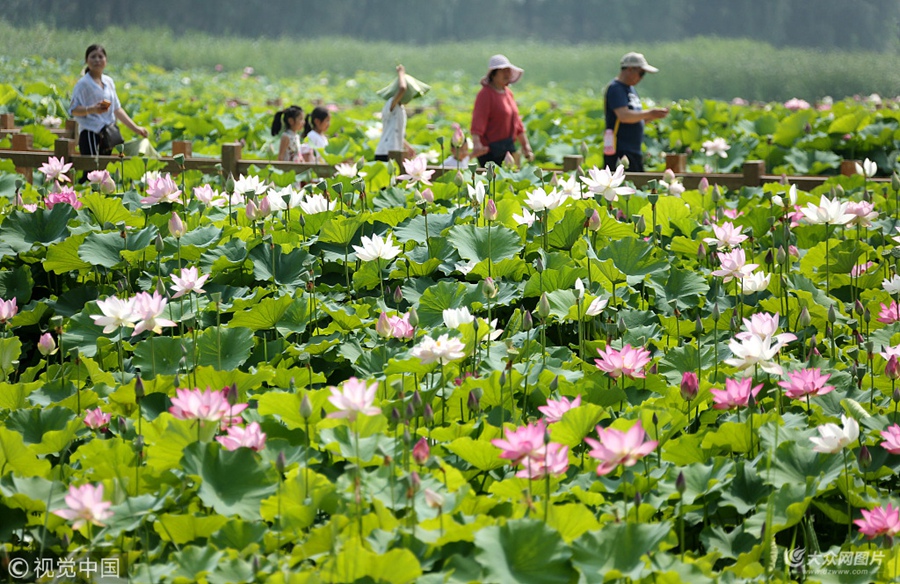 :2018��6��23����24����ʢ�ĕr(sh��)��(ji��)���������\(y��n)���ϵ�ɽ�|ʡ���f���_���f�\(y��n)�ӝ�غɻ��`�����~�Z�ґ������˕����������ɾ�һ�㣬���ճ�һ�������c��Ȼ���C���������î�����