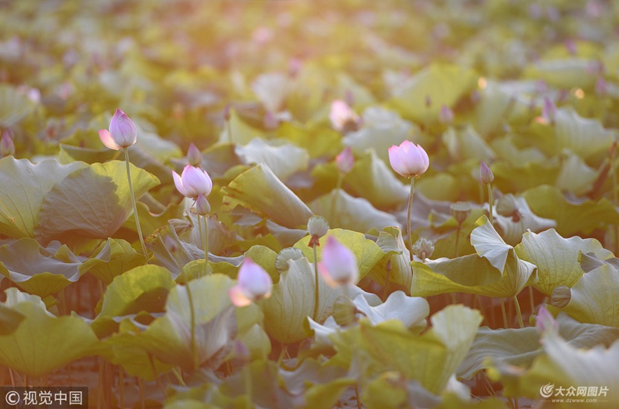 2018��7��6����ɽ�|ʡ�R����۰�ǿh�R�^�(zh��n)����ɏ������(n��i)3000����̫��ɏ�������`�����������������������ο�ǰ���pɏ���ġ�