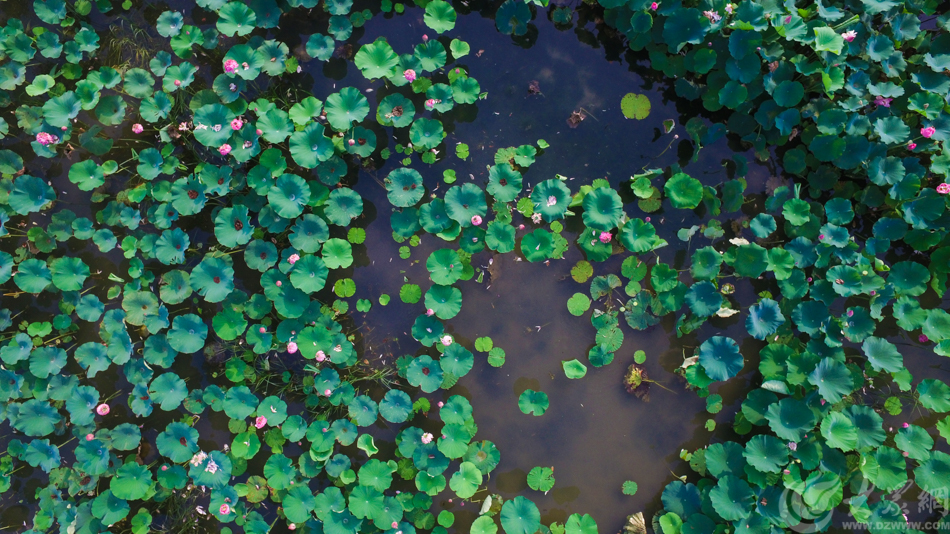 �D5 �ĳ��Ж|�����^(q��)�Ϻ���ع��@����Ƭ��ɏ�~�cʢ�_(k��i)�ĺɻ�  �󱊾W(w��ng)ӛ�� ����.jpg